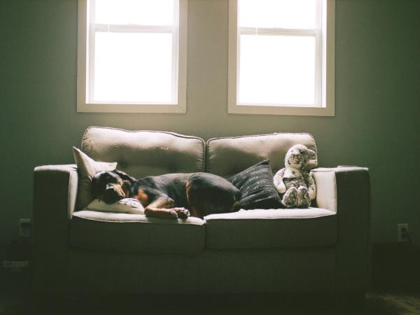 /Images/uploads/MidAmerica Rottweiler Rescue/adoptarottphotocontest/entries/10530thumb.jpg